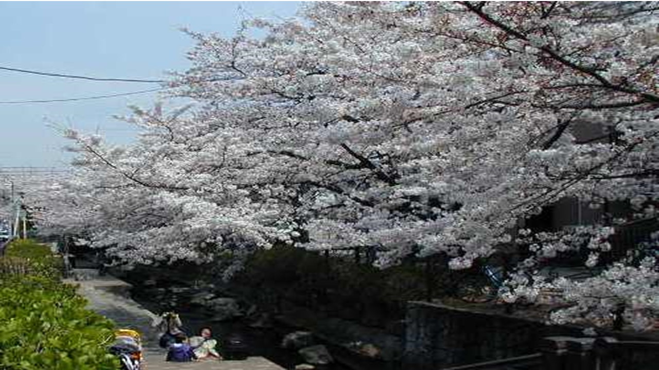 予特質問④渋川住吉桜の整備について　⑤公園の整備について