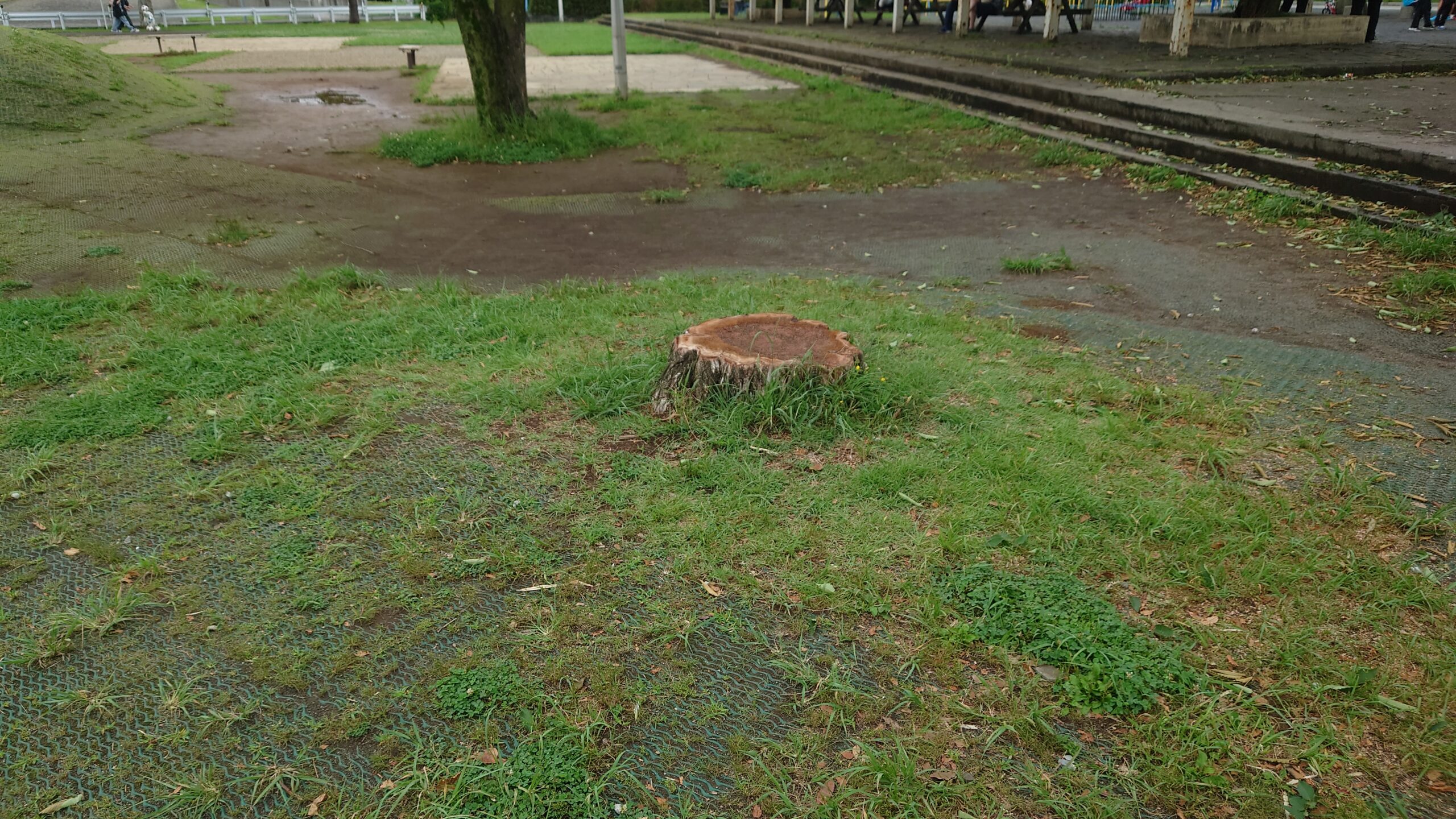 代表質問抜粋　等々力緑地の樹木の維持管理　
